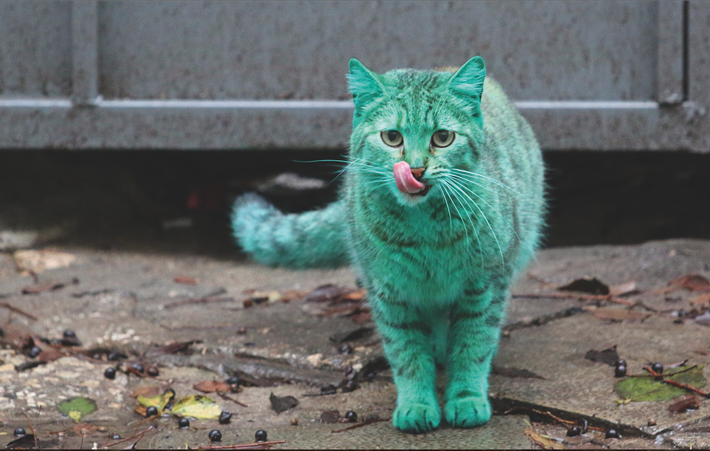 Le Mystere Du Chat Vert 1jour1actu Com