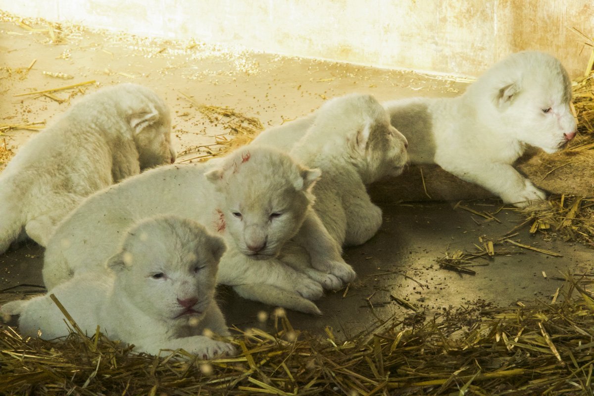 Cinq Lionceaux Blancs Sont Nes 1jour1actu Com