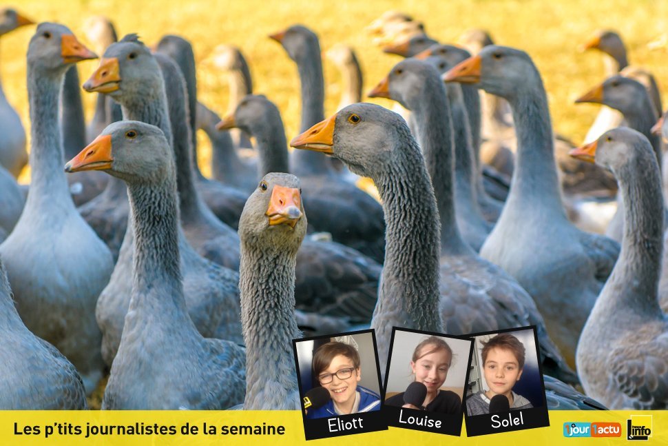 Des mesures pour lutter contre la grippe aviaire en France