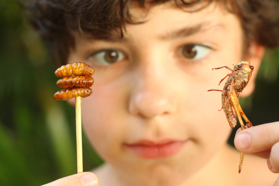 Manger des insectes, ce n'est pas du tout cuit - SWI