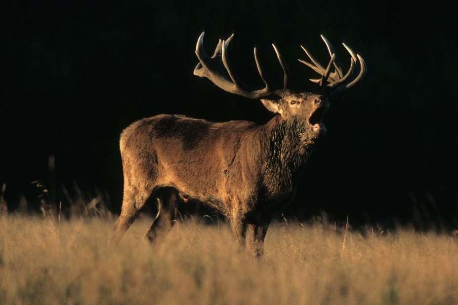 Un cerf photographié en train de bramer à la tombée du jour.