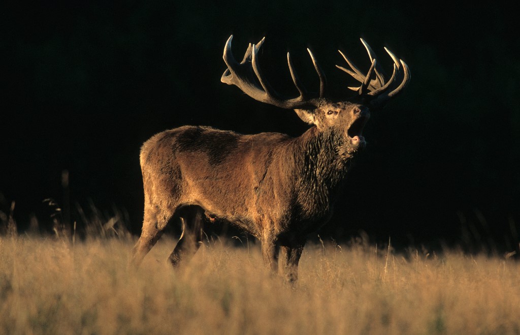 Un cerf photographié en train de bramer à la tombée du jour.