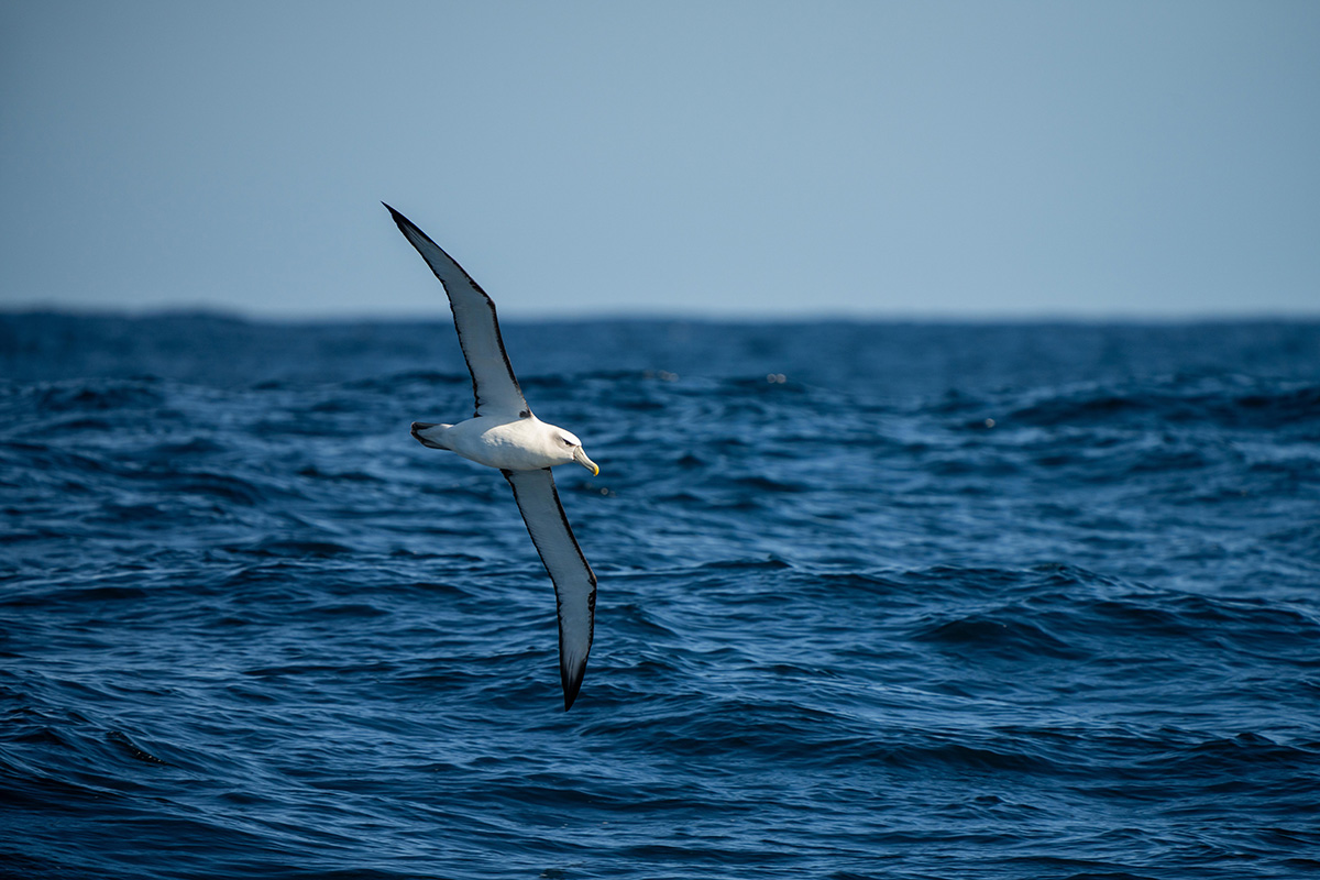 photo d'un albatros survolant l'océan