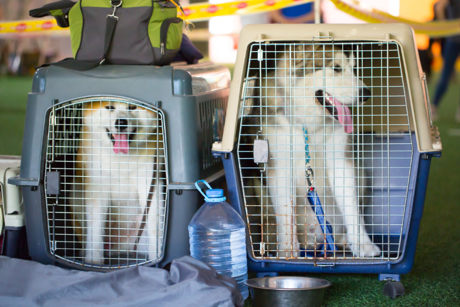 Deux chiens dans leur caisse attendent d'embarquer. 