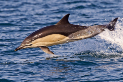 Dauphin commun qui saute hors de l'eau.