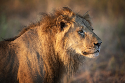 Tête d'un jeune lion, qui regarde au loin, dans une réserve au Zimbabwe en Afrique.