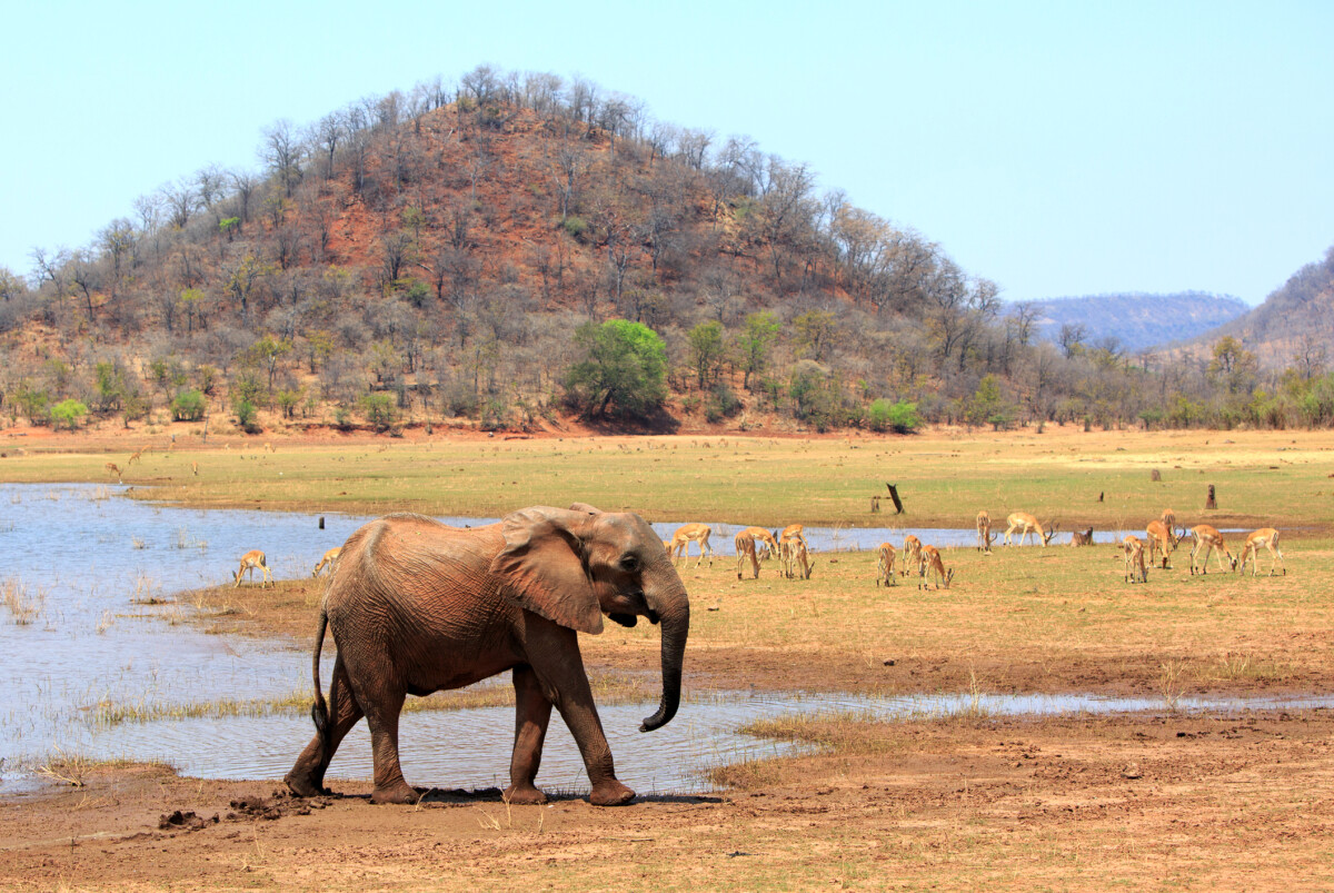 Un éléphant près d'un plan d'eau dans le parc de Matusadona, au Zimbabwe, en Afrique. 