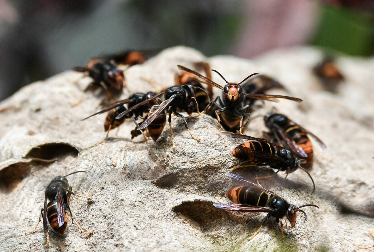 Une dizaine de frelons asiatiques sur un nid